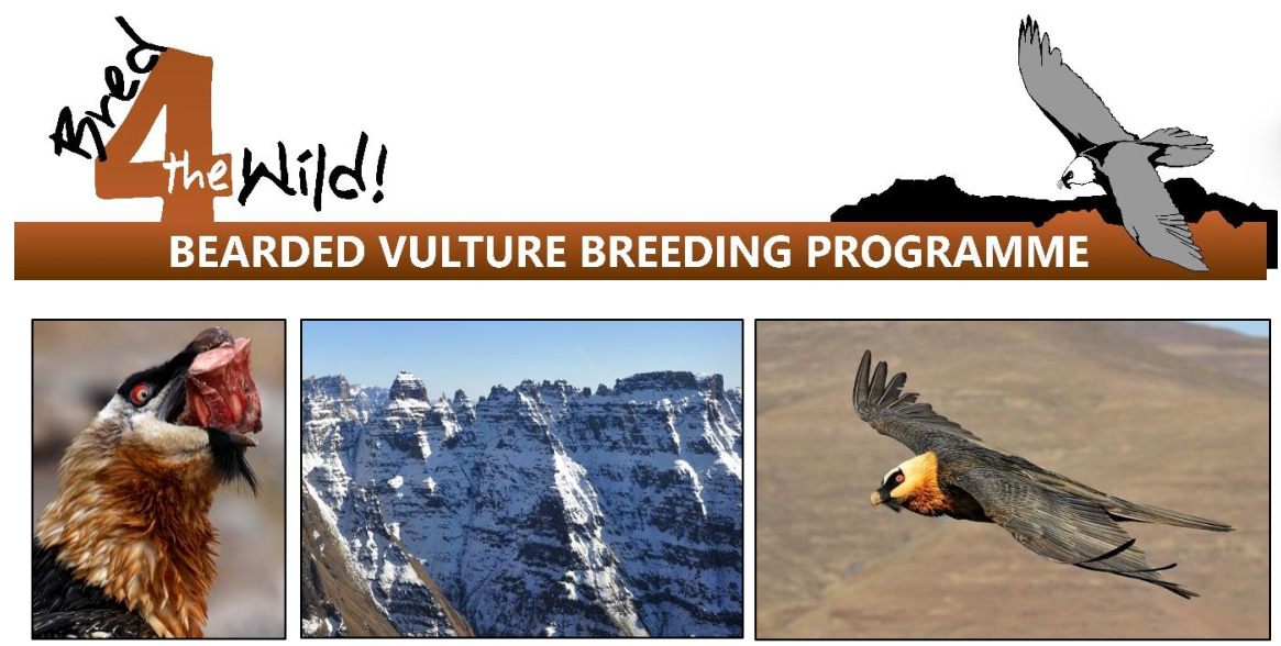 Vulture